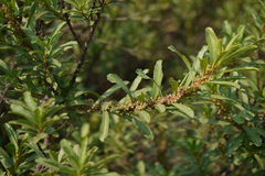 Homonoia retusa